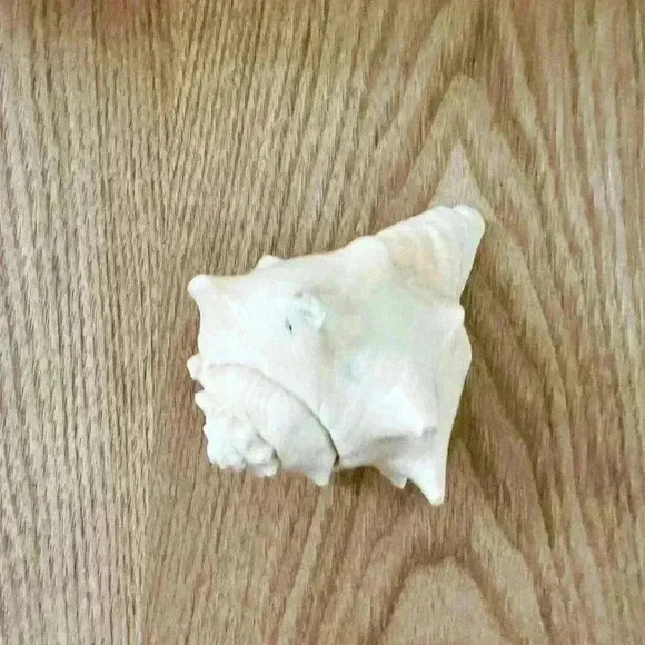 Decorative Sea Shell Home Decor Coastal Design - Picture 11 of 14